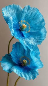Blue Poppy Flowers Photorealistic Close-Up